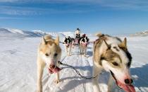 羅威納犬多少錢一只？羅威納犬如何喂養？