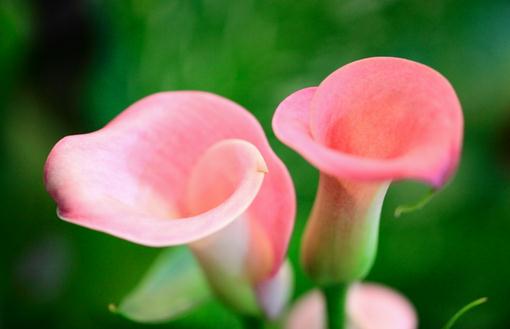 馬蹄蓮怎么種植？馬蹄蓮的簡介