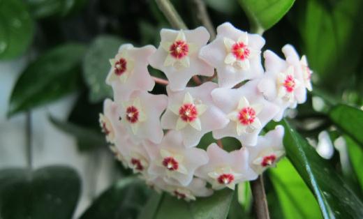 球蘭的養(yǎng)殖方法-球蘭的簡(jiǎn)介