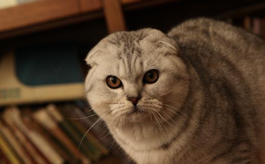 折耳貓是怎樣的？折耳貓的生活習性