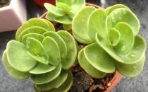 金錢木怎么養(yǎng)殖？金錢木的簡介