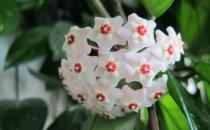 球蘭的養殖方法-球蘭的簡介