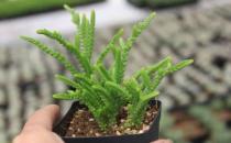 若綠的養殖方法-若綠是什么？