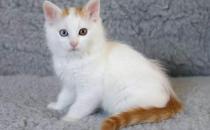 土耳其梵貓的生活習性-土耳其梵貓的簡介