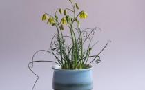 彈簧草的養(yǎng)殖方法-彈簧草的簡介