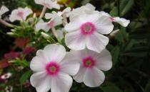 鳳仙花的介紹-鳳仙花的養殖方法