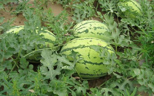 黑美人是什么?黑美人怎么養護?