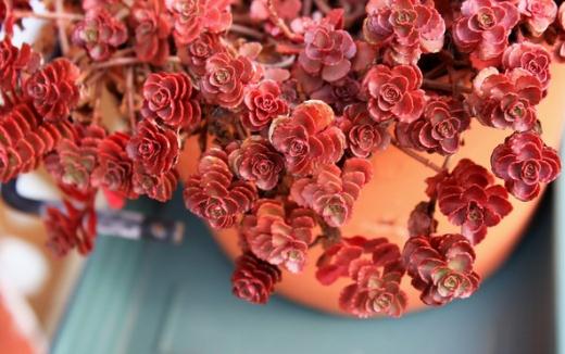 山地玫瑰的簡介-山地玫瑰的養(yǎng)殖方法