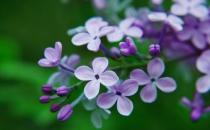 丁香花的介紹-丁香花對家居環境的影響
