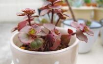 小球玫瑰是什么？小球玫瑰的養(yǎng)殖方法