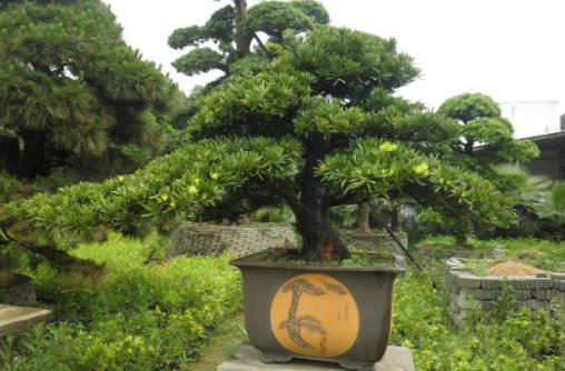 羅漢松是什么？羅漢松怎么養護？