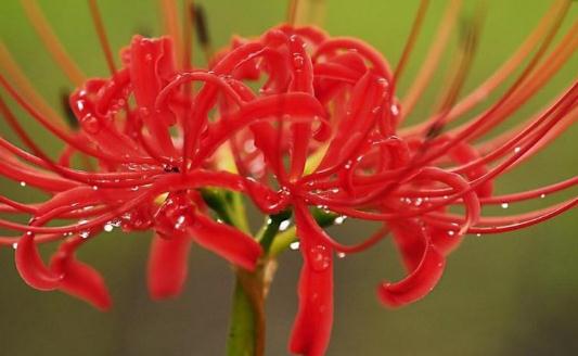 曼陀羅花的特征-曼陀羅怎么栽種？