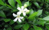 九里香是什么？九里香對家居環境的影響