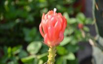 令箭荷花是怎樣的？令箭荷花對環(huán)境的影響