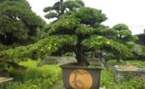 羅漢松是什么？羅漢松怎么養護？