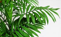 散尾葵是什么？散尾葵的養護技巧