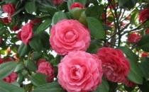 山茶花的介紹-山茶花對家居環境的影響