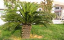 蘇鐵的介紹-蘇鐵對家居環境的影響