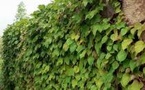 常春藤的介紹-常春藤的養殖技巧