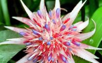 粉菠蘿怎么養？粉菠蘿是怎樣的？