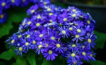 瓜葉菊是怎樣的？瓜葉菊的養護方法