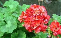 天竺葵的養殖方法-天竺葵的簡介