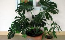 龜背竹如何養(yǎng)護？龜背竹是什么？