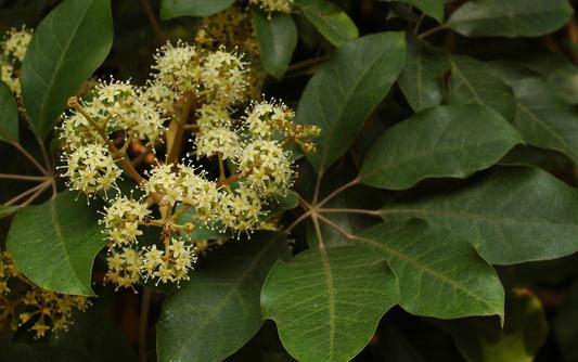 鴨腳木是怎樣的？鴨腳木的花語