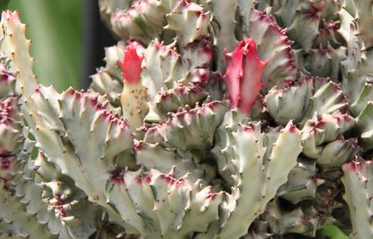 春峰怎么養殖？春峰是什么？