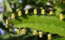 麒麟掌在家居中的作用-麒麟掌的養殖方法