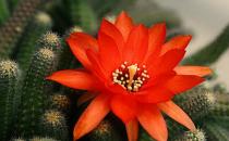 仙人指如何種植？仙人指的簡介