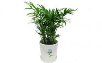 袖珍椰子如何養殖？袖珍椰子是什么？