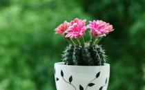 仙人球的種類-仙人球的養殖方法