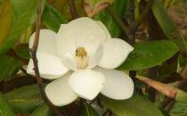 橡皮樹的養殖方法-橡皮樹的特征