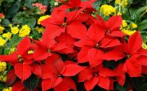 一品紅的特征-一品紅對家居環境的影響