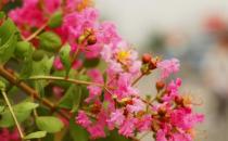 紫薇的介紹-紫薇對家居環境的影響