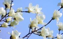 白玉蘭的養(yǎng)殖方法-白玉蘭是怎么樣的？