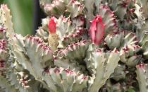 春峰怎么養殖？春峰是什么？