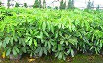 大葉傘的養殖方法-大葉傘的簡介