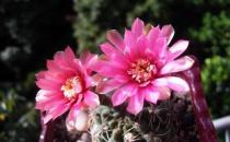 緋花玉怎么養(yǎng)殖？緋花玉的簡(jiǎn)介