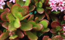 翡翠木怎么養殖？翡翠木有什么特征？