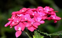 虎刺梅的養殖方法及注意事項