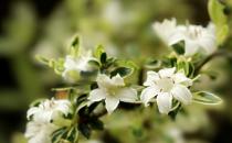 六月雪的養殖方法-六月雪是什么？