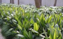 一葉蘭的養殖方法-一葉蘭的簡介