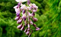 紫藤花的特征-紫藤花的養殖方法