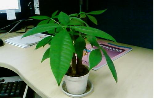 辦公族養生須知：適合辦公室的健康植物