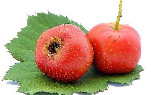 女人吃酸好處多 常見的酸味食物推薦