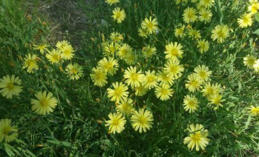 室內(nèi)養(yǎng)花的學問：植物清新你的家