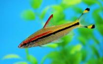 鉛筆魚的魚缸擺放位置-鉛筆魚的風水學應用