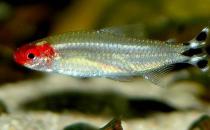 紅鼻剪刀的魚缸擺放位置-紅鼻剪刀的風水學應用